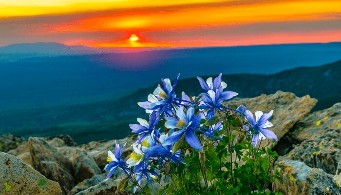 Image of blue Columbine flowers on a mountain with a beautiful orange sunset in the background.
