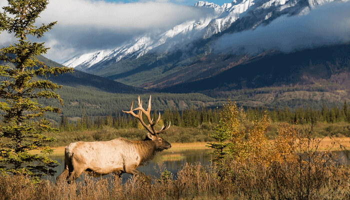 Image of a beautiful bull elk walking through tall fall grass. In the background, you see a calm body of water and majestic foggy mountains.