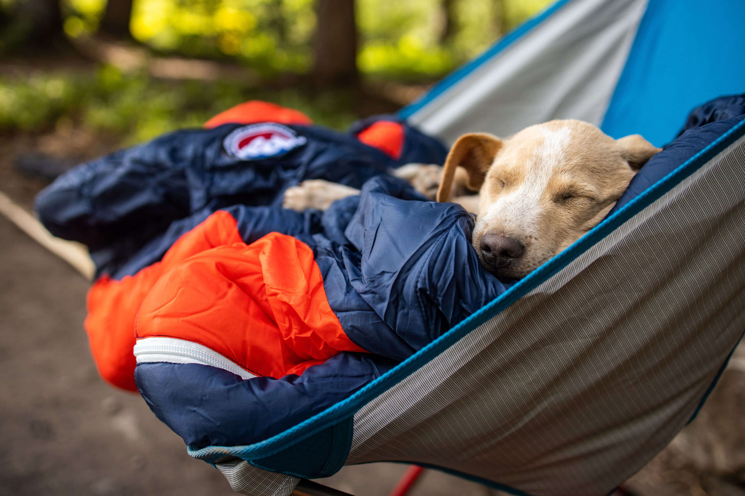 Image of a puppy sleeping in a hammock at a campsite